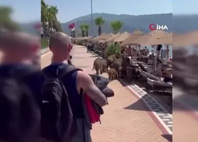 Marmaris’te yaban domuzları sahile indi