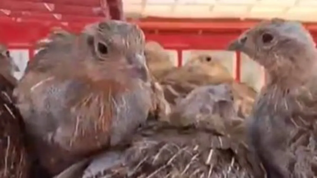 Isparta'da 200 çil keklik doğaya bırakıldı