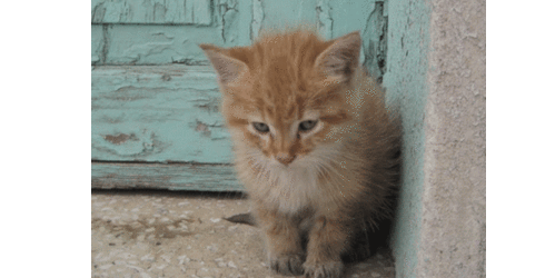 4 kedi pompalı tüfekle öldürüldü