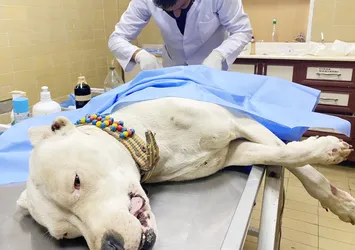 Pitbullu bıçaklayıp sahibini dövdüler! Polis inceleme başlattı