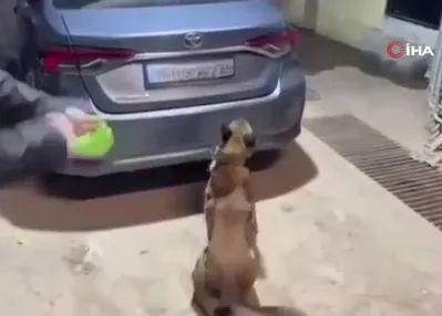 Yılbaşı öncesi narkotik operasyonu