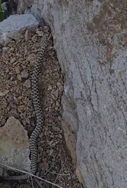 Havalar ısınınca ortaya çıktı! 1 metre uzunluğunda zehirli kocabaş yılanı böyle görüntülendi