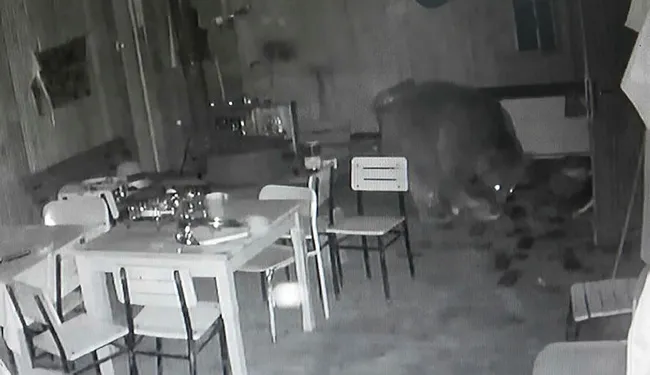Trabzon’da alabalık tesisine giren ayı, kamerada - 3