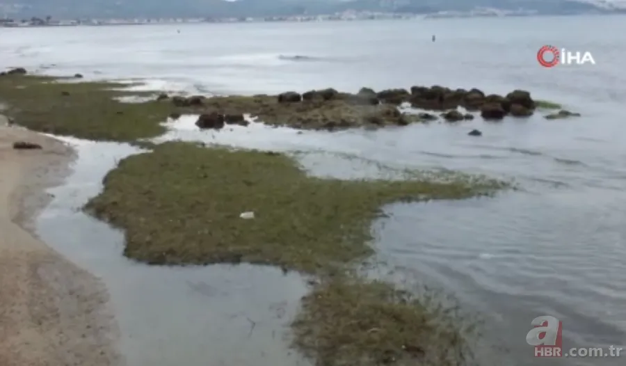 Sahilde tedirgin eden olay! Binlerce yıllık tarihi ortaya çıkardı | "İnşallah afet habercisi değildir" 4