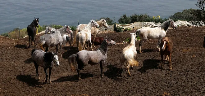 İBB’nin Büyükada’daki at hapishanesine tepki! İBB atları ölüme terk etti