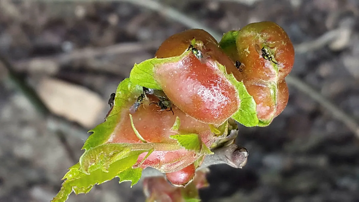 Ana vatanı Çin olan gal arısı diğer adı ile 'katil arı' arıcıları endişelendiriyor