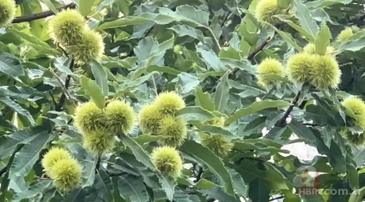 İnternetten gördü yapılamaz denileni yaptı! İlçede bir ilk: Hasat için geri sayım başladı 5