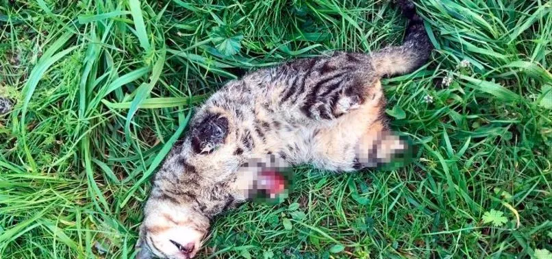 Sayıları 7’ye yükseldi: Manisa’da bir kedi daha bacakları kesik halde ölü bulundu