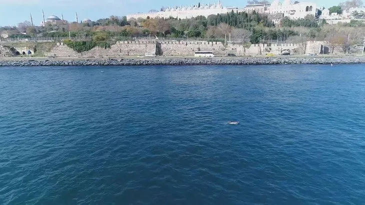 Yunusların İstanbul Boğazı’nda av mücadelesi