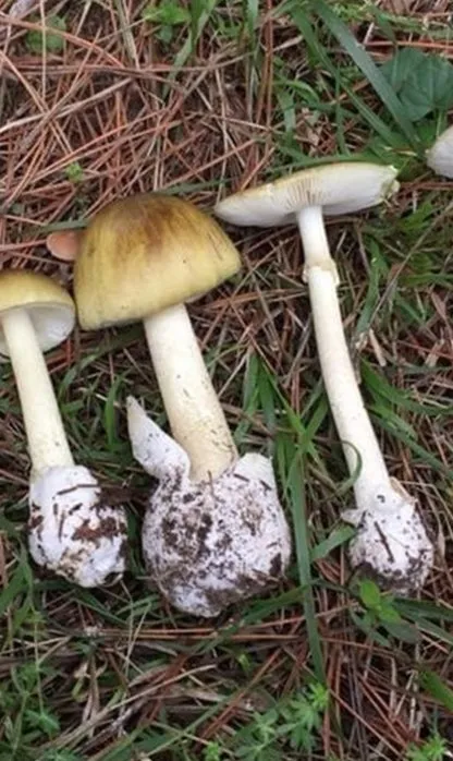 Uzmanlar zehirlenmelere karşı uyardı