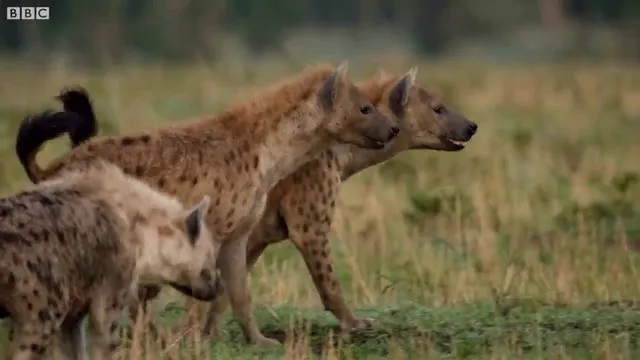 Sırtlanların arasında tek başına kalan aslanın mucize kurtuluşu! Son anda öyle şeyler oldu ki...