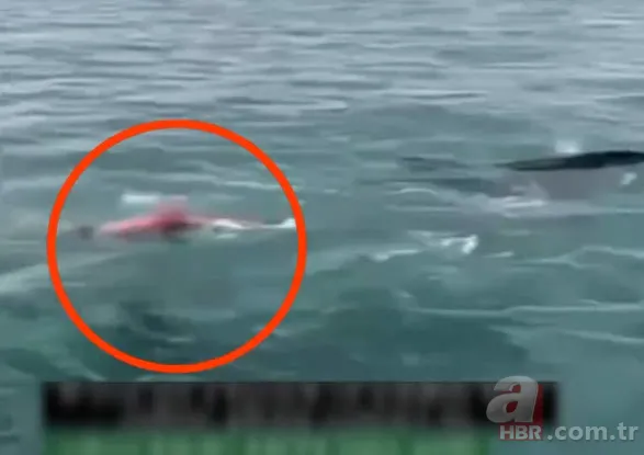 Katil balinaların üzerine balıklama atladı! Bedelini ağır ödedi 11