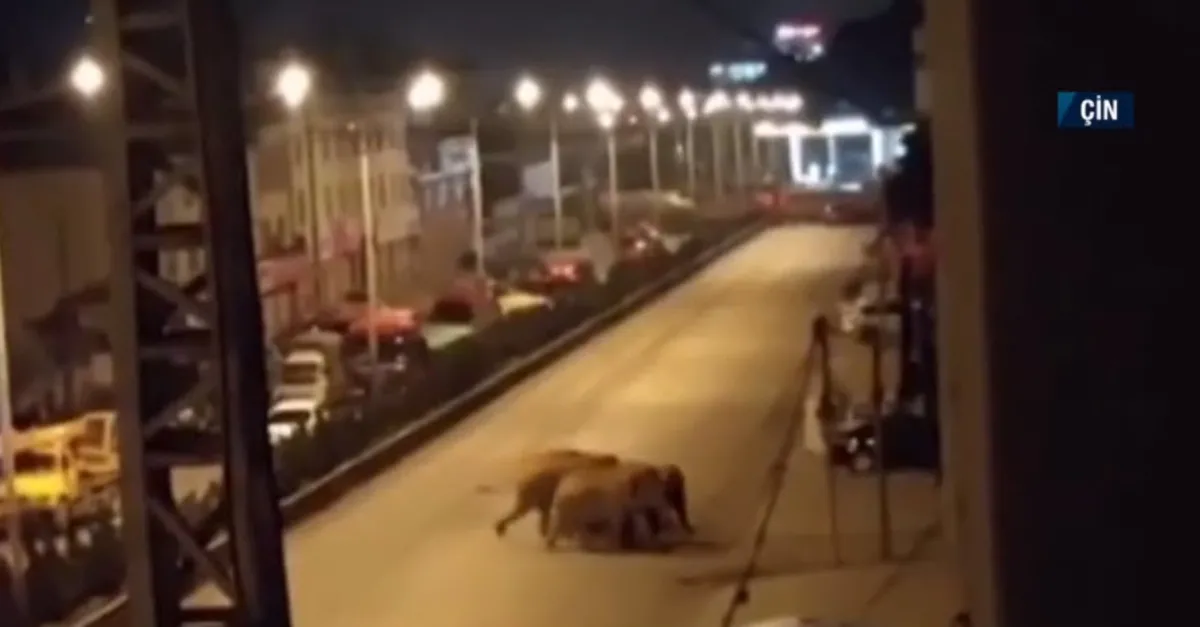 Yerleşim yerinde fil paniği! Şehre girmemesi için yollar kapatıldı