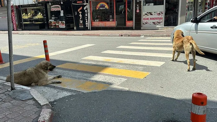 1716728799776.jpeg Başıboş köpekler öğrencilere saldırdı! Hatay'da korku dolu anlar kamerada - 3