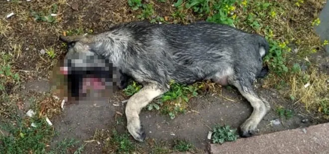 Kayseri’de dehşet! Parkta gözleri oyulmuş ölü köpek bulundu