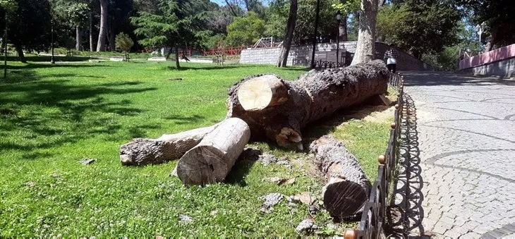 İBB Emirgan'daki ağaçları katletti! 'İzin aldık' yalanı da tutmadı