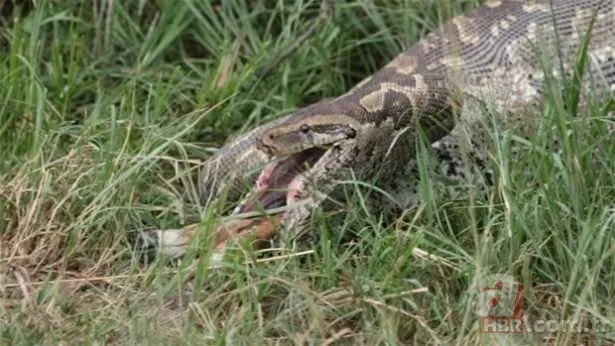 Ölümle burun buruna! Denizde korkunç anlar drone kamerasında! Dev köpek balığı... 25