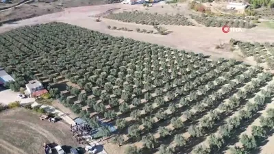 Zeytin hasadı mesaisi başladı