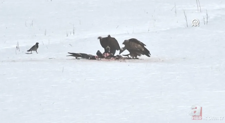 Rengiyle dikkat çekti! Nesli tükenme tehlikesi altındaki akbaba böyle görüntülendi 6
