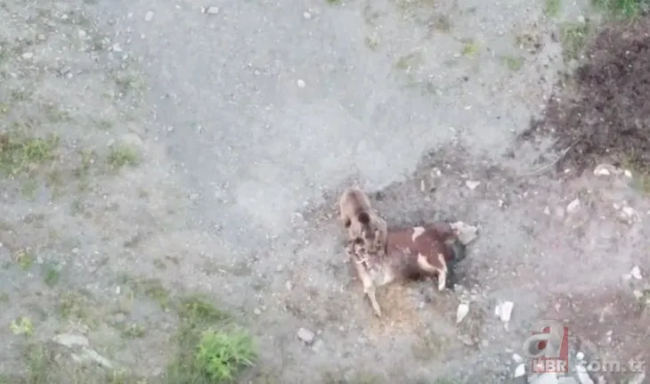 Ayı ineği yerken görüntülendi! Köye kadar inen ayıyı drone ile kovaladı