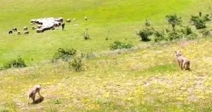 Karşılıklı pusu! Böyle görüntüledi