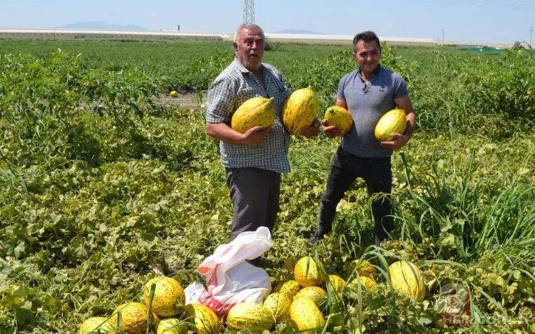 Ücretsiz dağıtıldı duyan akın etti! 220 dönümlük arazide rekor hasat! Üreticiler 600 tonu gözden çıkardı: Araçlarla gelip topladılar 10