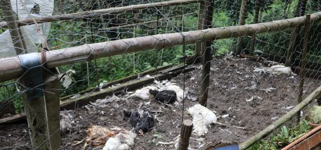 Rize’de sokak köpekleri kümese girdi! 17 tavuk telef oldu