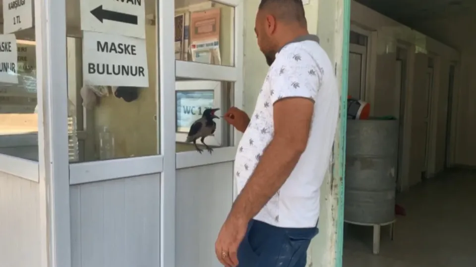 Görenleri hayrete düşüren karga! Ücreti almadan bırakmıyor