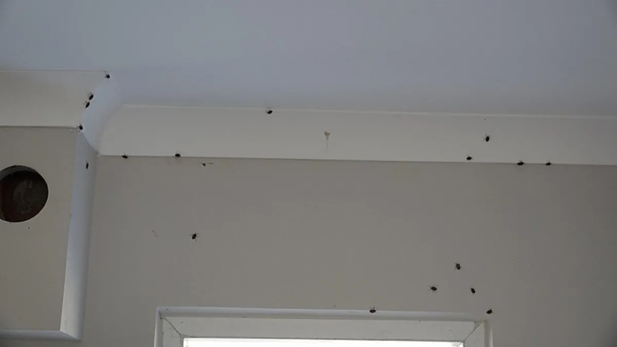 "Bu kış çok önemli" diyerek vurguladı! O böceğe ka…