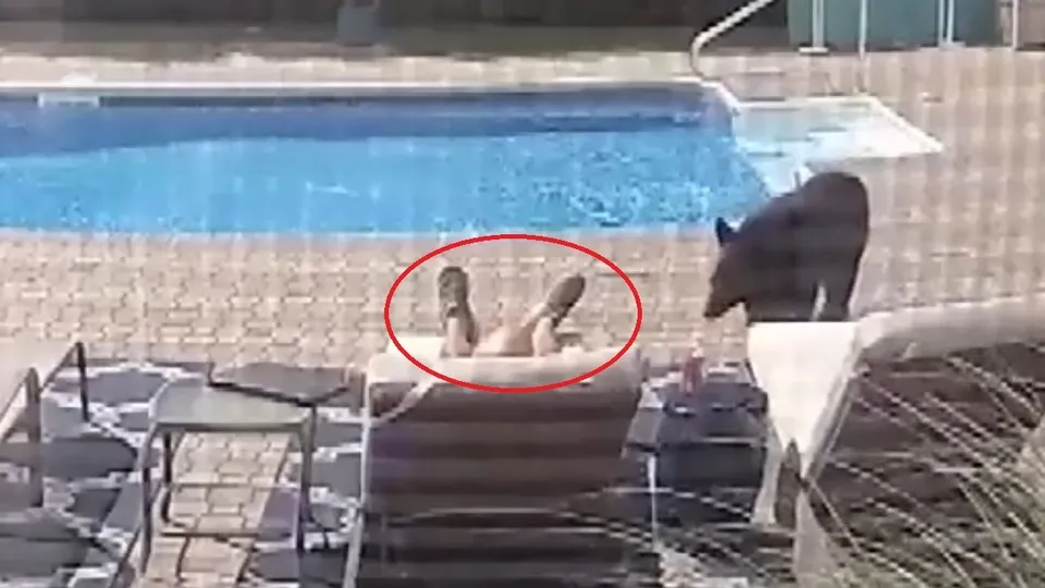 Son dakika: Ayı bahçe kapısını kırıp girdi! Havuz başında uyuyan adamı… Korkunç anlar saniye saniye kamerada!