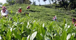 Yaş çay alım fiyatına ilişkin yeni açıklama