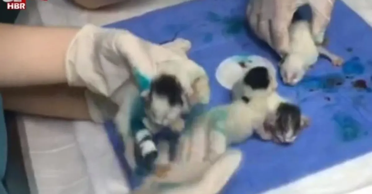 Yapışık dördüz kedilere operasyon