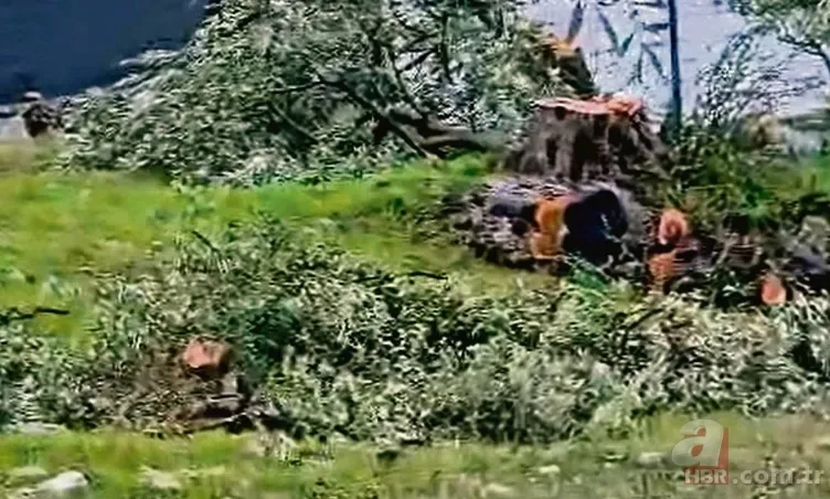 Milas’ta önce katliam sonra miting! CHP’li başkan 100 yıllık zeytin ağaçlarını bir gecede kesti 9