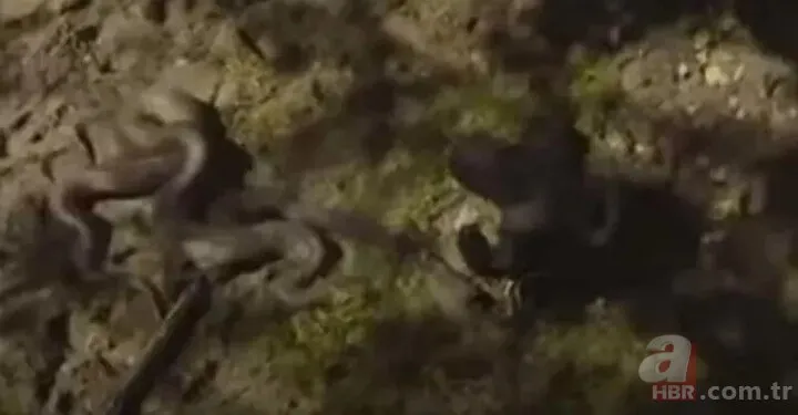 Güney Amerika’da yılana yem oldu! 6 metrelik anakonda belgeselciyi canlı canlı yuttu