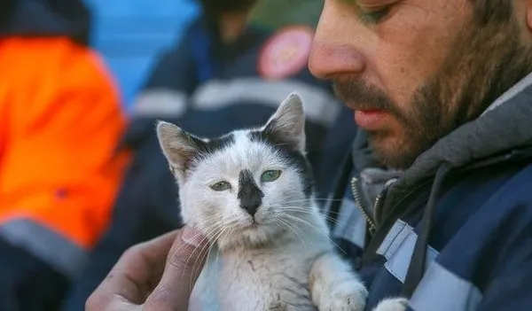 1678524684500.jpg Akılalmaz iddialar! Deprem bölgesindeki kedileri kim satıyor? - 7
