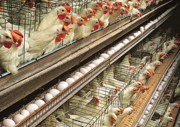 Fırsatçılar yine ortaya çıktı! Kuş gribini bahane edip yumurta fiyatlarını yükselttiler