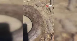 Ölümcül yılan paniği! Eve girerken…