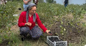 Aronya Akçaabat’tan dünyaya açılıyor