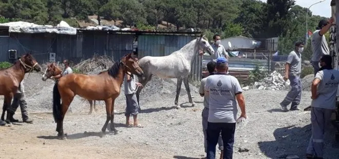 İBB’nin kayıp atlarıyla ilgili flaş bir iddia ortaya atıldı! Atlar Kuzey Irak’a mı satıldı?