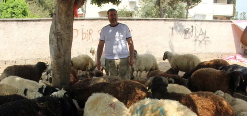 150 kurbanlık sattı! Şimdi kara kara düşünüyor...