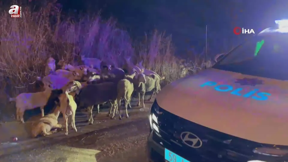 Çiftlikten kaçtılar! Polis buldu