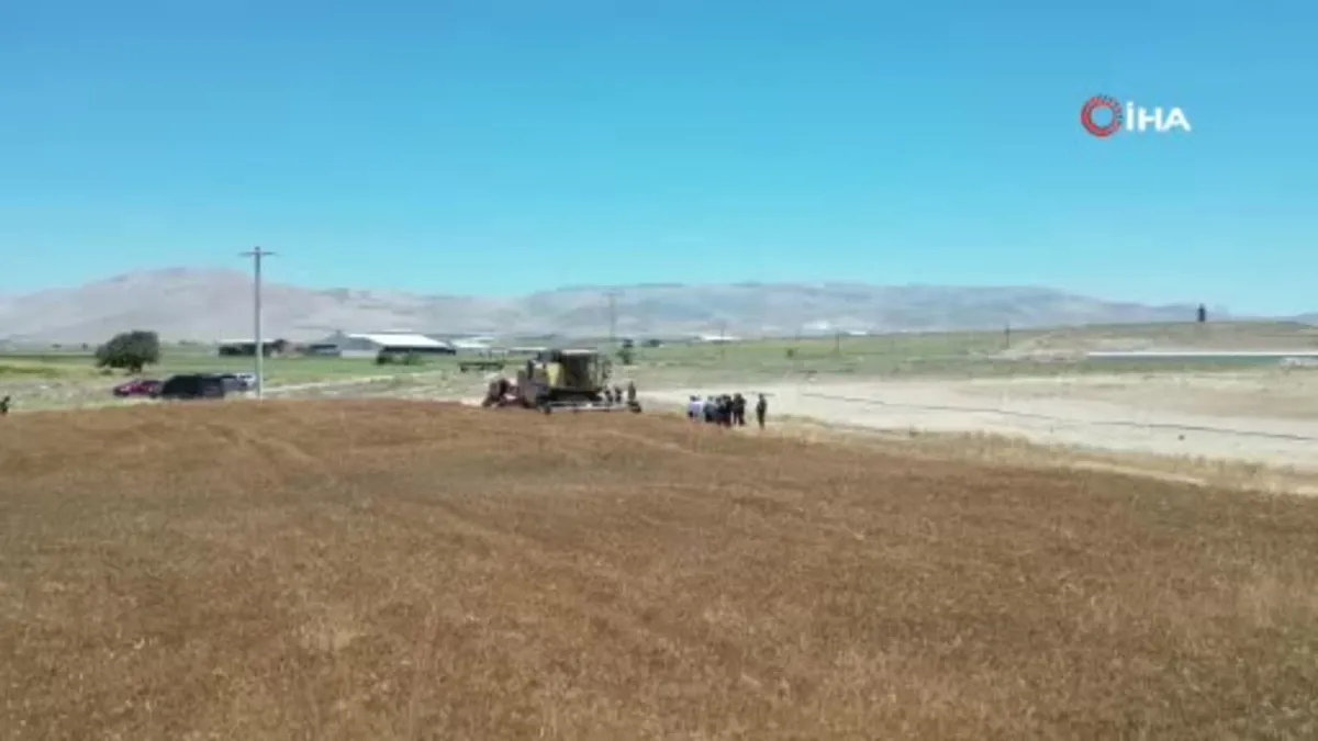 Üniversitenin tarım arazilerinde buğday hasadı başladı