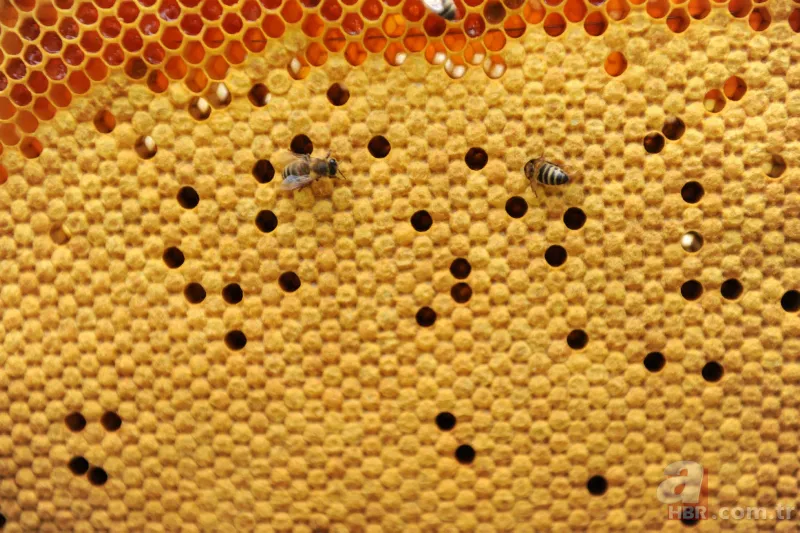 Bunu kışın içeceğine atan hasta olmuyor! Faydaları saymakla bitmeyen besin kansere geçit vermiyor 17