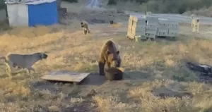 Yiyecek arayan bozayı karakolu mesken tuttu