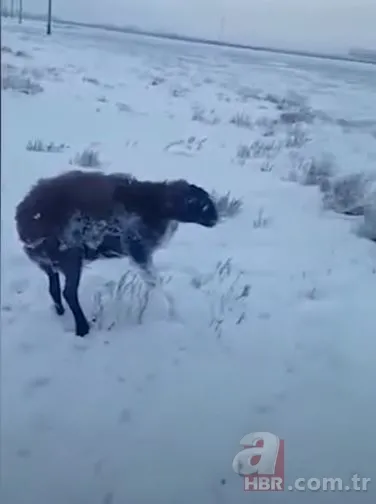 Görüntüler Türkiye'den! Kirpikleri ve sakalı soğuktan dondu 8