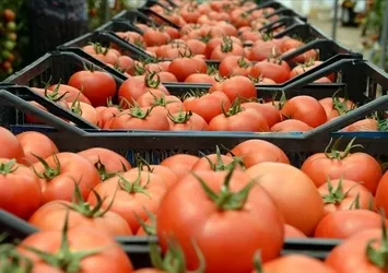 Domates ihracatına izin şartı geldi