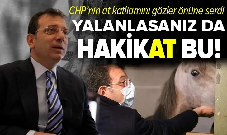 İBB’nin at katliamını gözler önüne serdi: Öldü denilen atların ölüm belgesi yok!