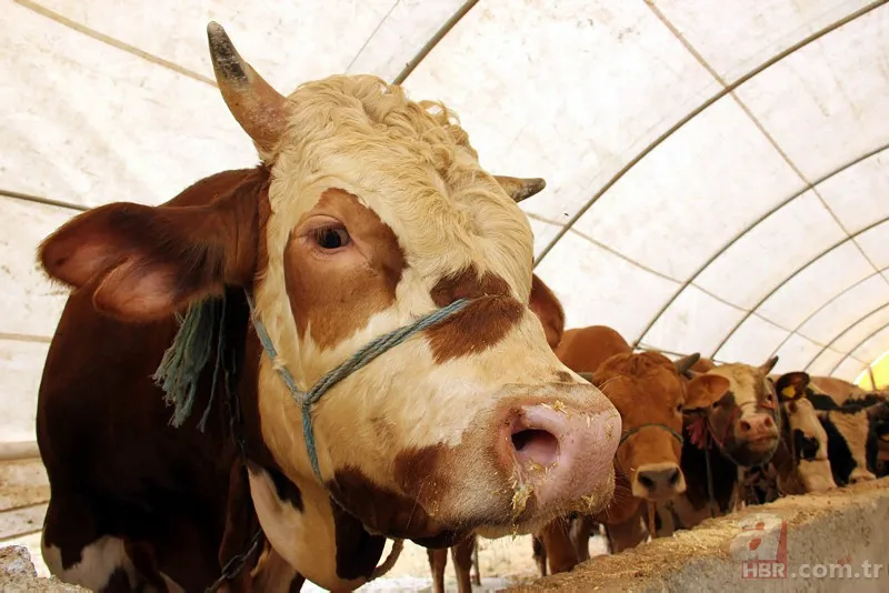 Kurbanlık fiyatları belli oldu 2024! Büyükbaş küçükbaş kurbanlıklar ne kadar? Canlı kg fiyatı ne? İşte ilk rakamlar 14