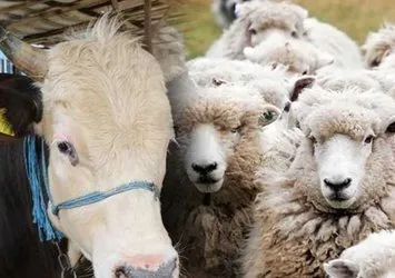 Kurbanlık Fiyatları 2024 | Koyun, keçi ve sığır kurbanlık bedeli ne kadar, kaç TL? Küçükbaş, büyükbaş hisseleri...