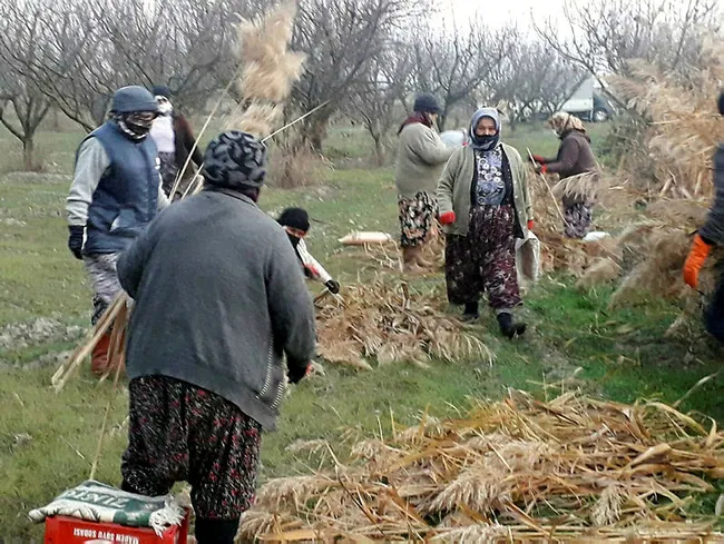 Manisa’da köylülerin topladığı ürünler 4 ülkeye peyzaj ürünü olarak ihraç ediliyor - 7